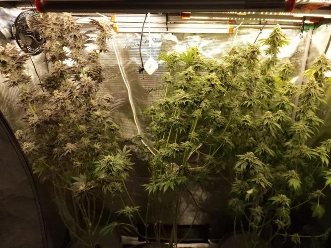 Blueberry Cupcake first Photoperiodics. Week 11 - Day 76