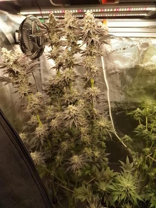 Blueberry Cupcake first Photoperiodics. Week 11 - Day 76 #1