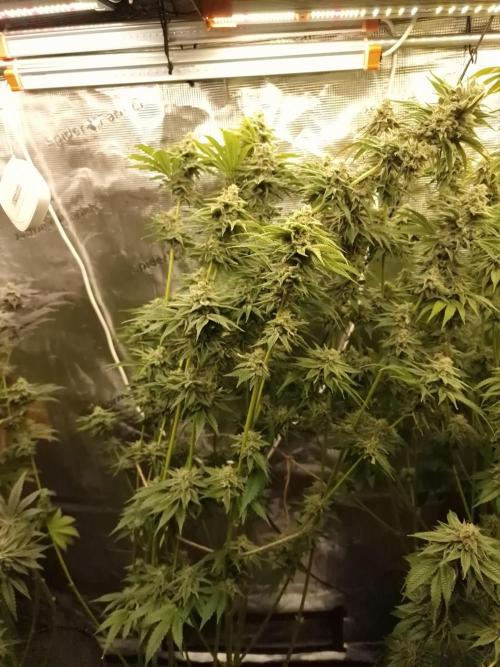 Blueberry Cupcake first Photoperiodics. Week 11 - Day 76 #2