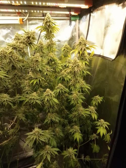 Blueberry Cupcake first Photoperiodics. Week 11 - Day 76 #3