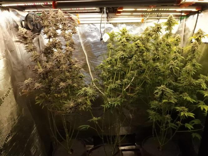 Blueberry Cupcake first Photoperiodics. Week 11 - Day 77 