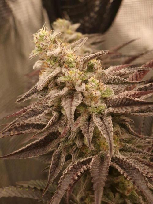 Blueberry Cupcake first Photoperiodics. Week 11 - Day 77 #1