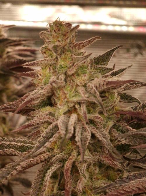 Blueberry Cupcake first Photoperiodics. Week 11 - Day 77 #1