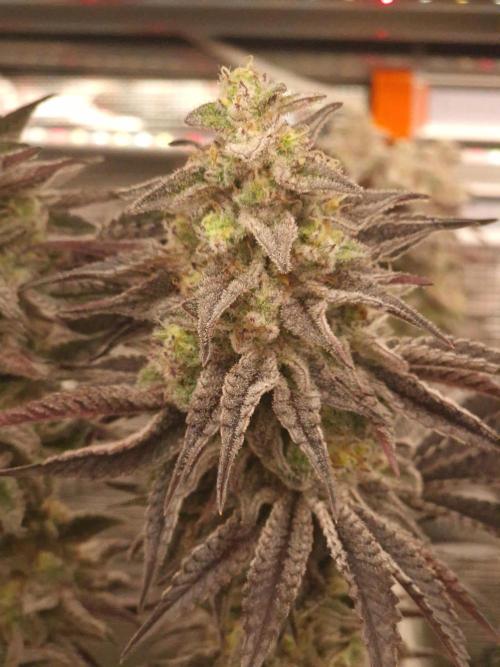 Blueberry Cupcake first Photoperiodics. Week 11 - Day 77 #1