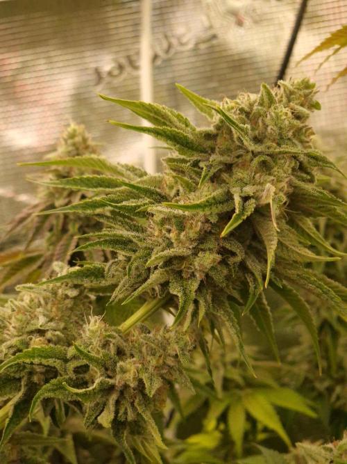 Blueberry Cupcake first Photoperiodics. Week 11 - Day 77 #2