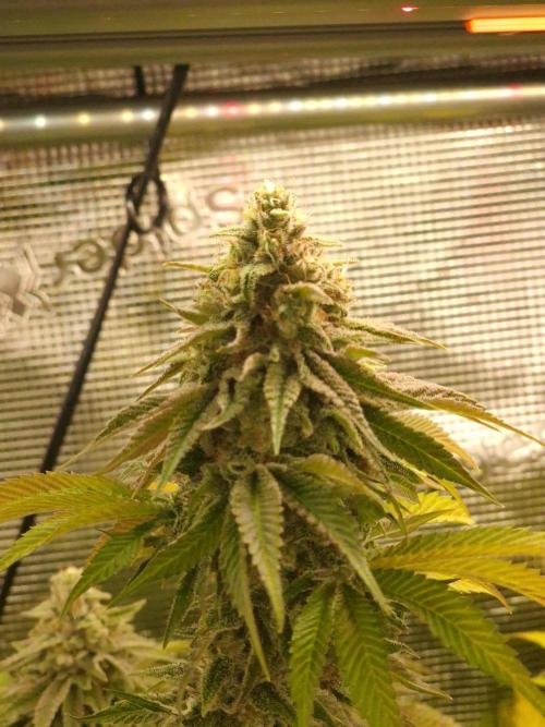 Blueberry Cupcake first Photoperiodics. Week 11 - Day 77 #2