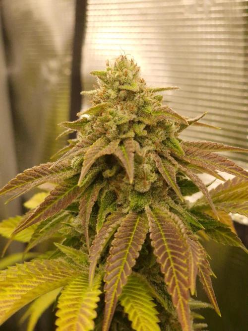 Blueberry Cupcake first Photoperiodics. Week 11 - Day 77 #3