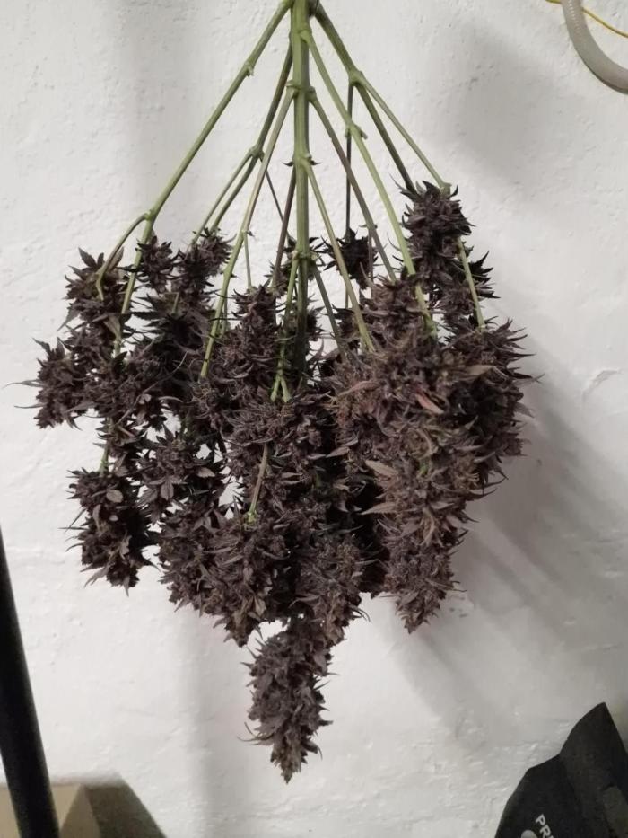 Gorilla Punch Automatic #2. Week 12