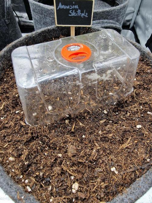 Amnesia Skittelz Fast Buds. Week 0