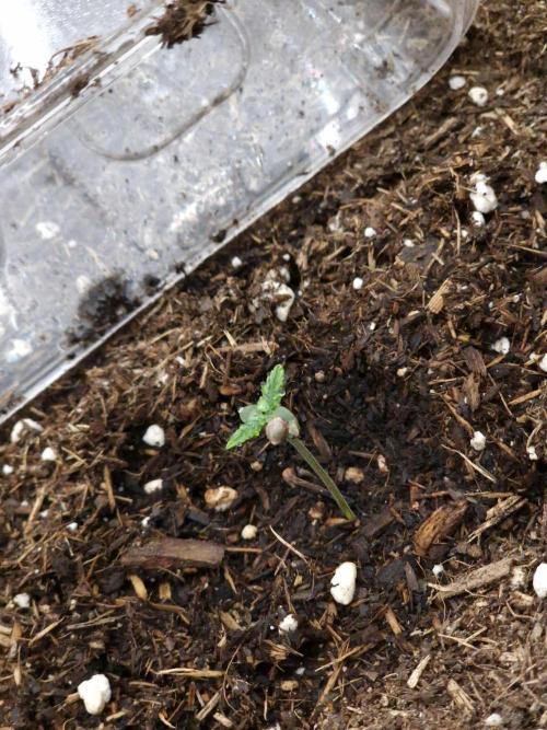Amnesia Skittelz Fast Buds. Week 0