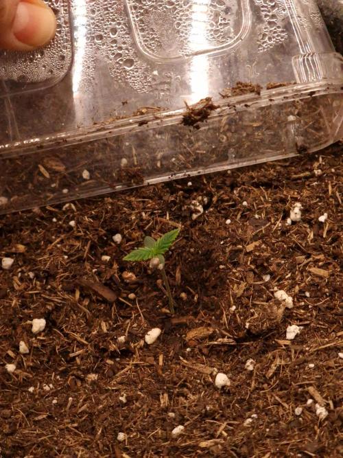 Amnesia Skittelz Fast Buds. Week 0