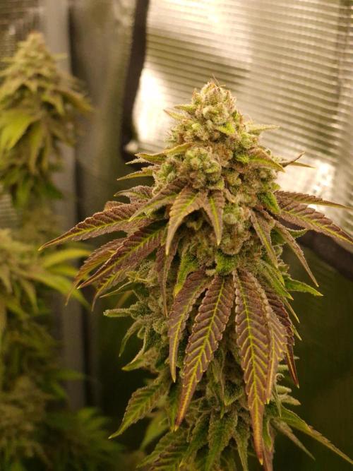 Blueberry Cupcake first Photoperiodics. Week 12 - Day 78 #3