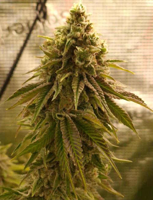 Blueberry Cupcake first Photoperiodics. Week 12 - Day 78 #3