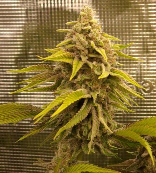 Blueberry Cupcake first Photoperiodics. Week 12 - Day 78 #3