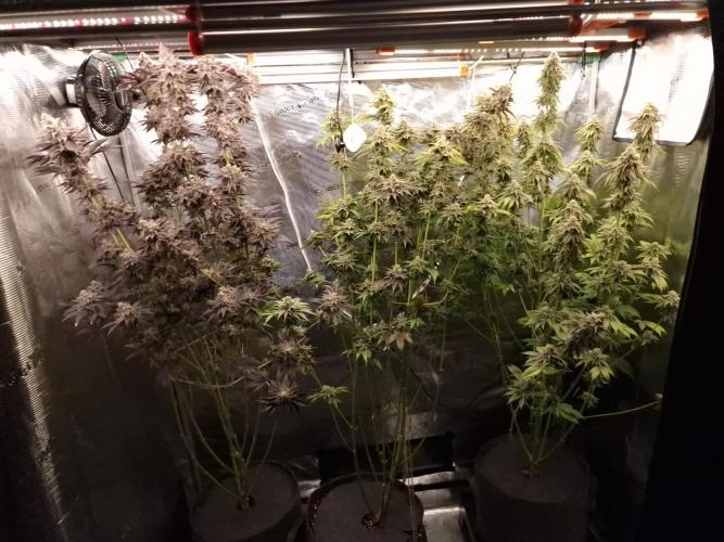 Blueberry Cupcake first Photoperiodics. Week 12 - Day 78