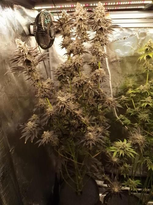 Blueberry Cupcake first Photoperiodics. Week 12 - Day 80