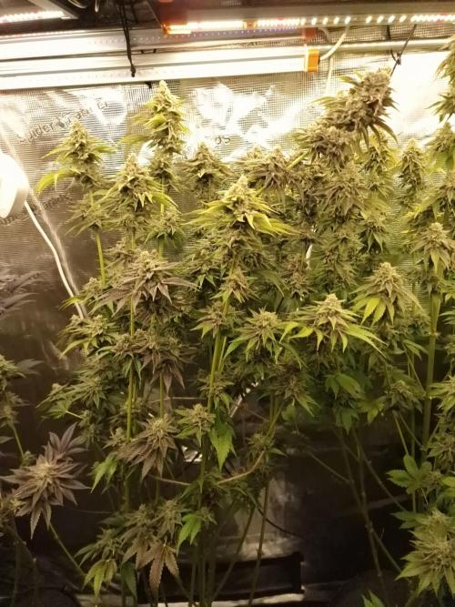 Blueberry Cupcake first Photoperiodics. Week 12 - Day 80