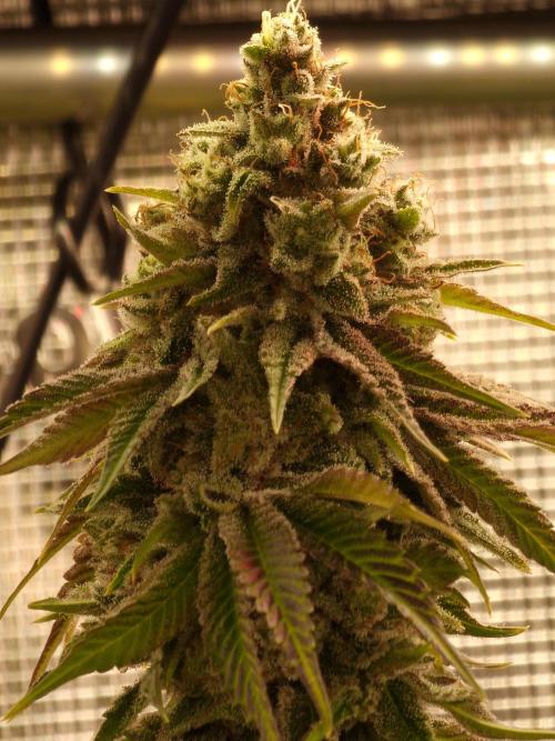 Blueberry Cupcake first Photoperiodics. Week 12 - Day 80 #2