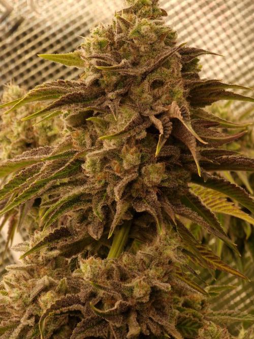 Blueberry Cupcake first Photoperiodics. Week 12 - Day 80 #2