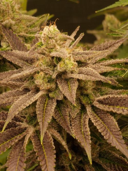 Blueberry Cupcake first Photoperiodics. Week 12 - Day 80 #3