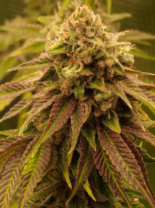 Blueberry Cupcake first Photoperiodics. Week 12 - Day 80 #3