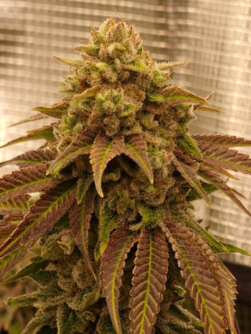 Blueberry Cupcake first Photoperiodics. Week 12 - Day 80 #3