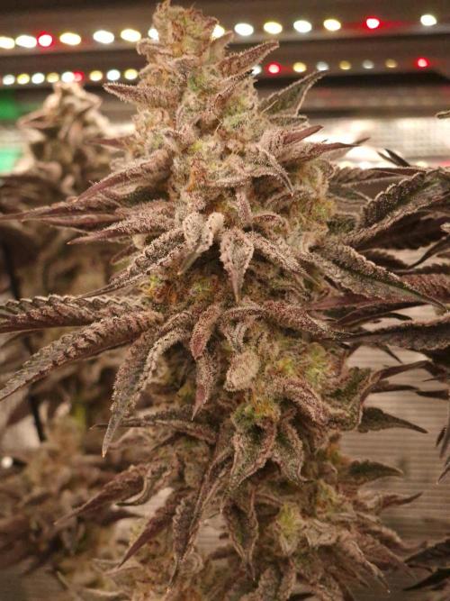 Blueberry Cupcake first Photoperiodics. Week 12 - Day 80 #1