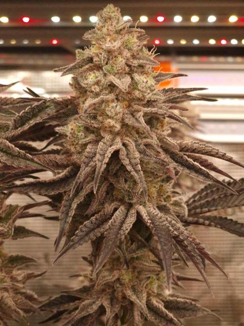 Blueberry Cupcake first Photoperiodics. Week 12 - Day 80 #1