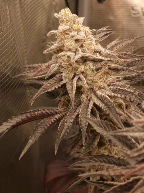 Blueberry Cupcake first Photoperiodics. Week 12 - Day 80 #1