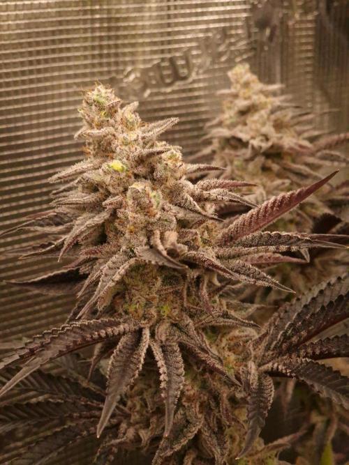 Blueberry Cupcake first Photoperiodics. Week 12 - Day 80 #1