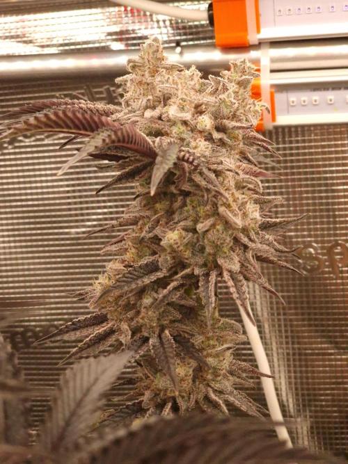 Blueberry Cupcake first Photoperiodics. Week 12 - Day 80 #1