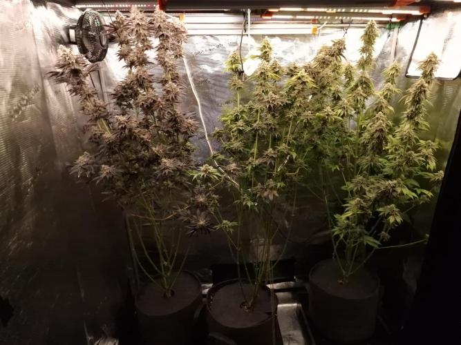 Blueberry Cupcake first Photoperiodics. Week 12 - Day 82