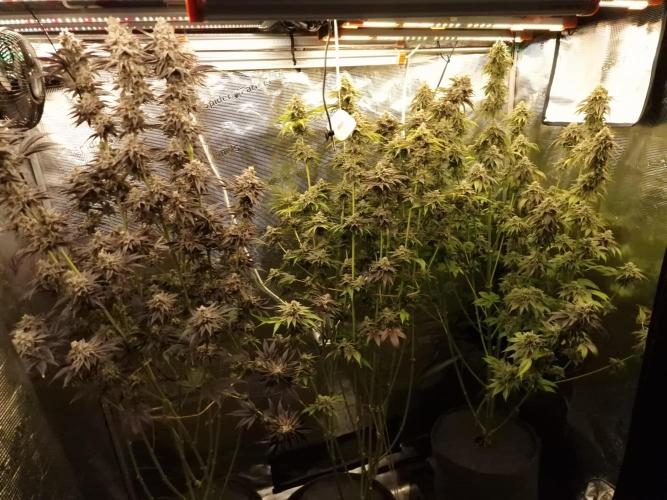 Blueberry Cupcake first Photoperiodics. Week 12 - Day 82