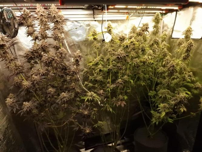 Blueberry Cupcake first Photoperiodics. Week 12 - Day 82