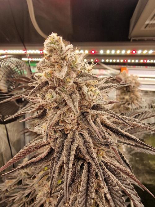 Blueberry Cupcake first Photoperiodics. Week 12 - Day 84 #1