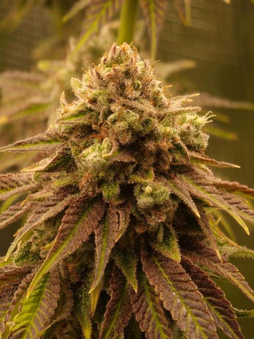 Blueberry Cupcake first Photoperiodics. Week 12 - Day 84 #2