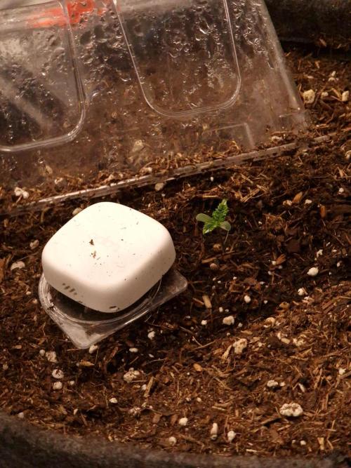 Amnesia Skittelz Fast Buds. Week 1