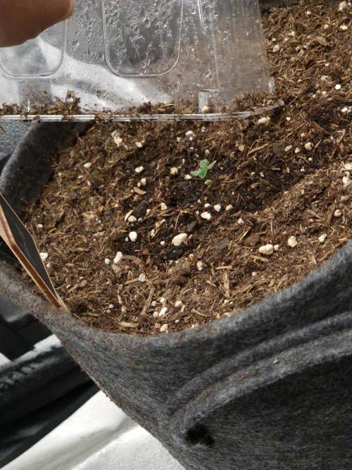 Amnesia Skittelz Fast Buds. Week 1