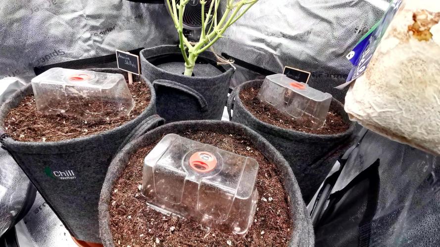 Amnesia Skittelz Fast Buds