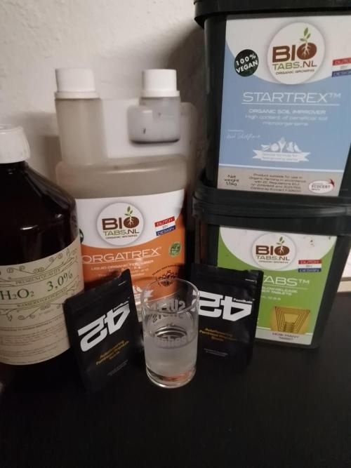 Apricot Automatic from 420 Fast Buds. Week 0