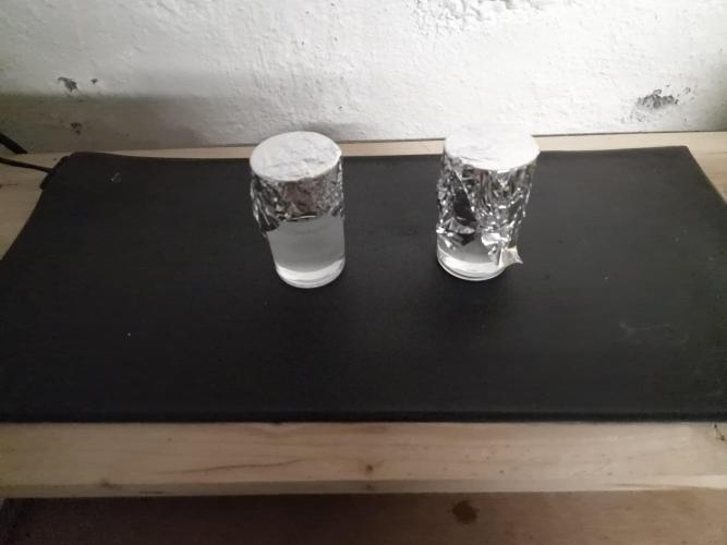 Apricot Automatic from 420 Fast Buds. Week 0