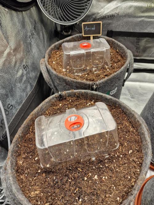 Apricot Automatic from 420 Fast Buds. Week 0