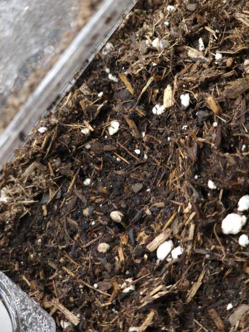 Apricot Automatic from 420 Fast Buds. Week 0