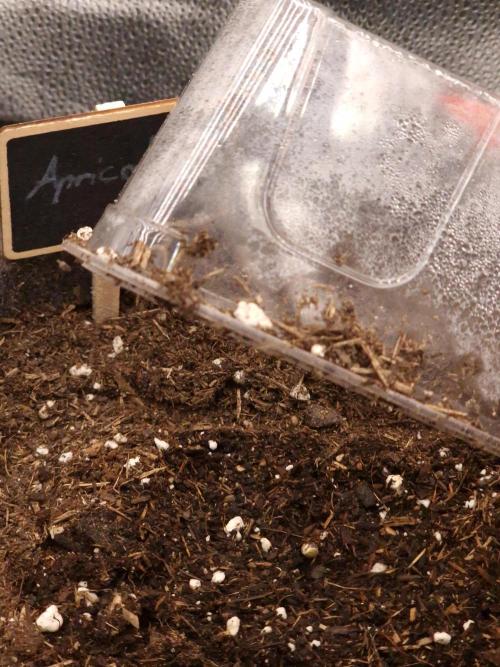 Apricot Automatic from 420 Fast Buds. Week 0