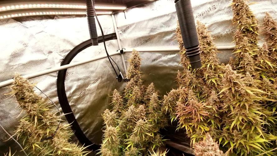 Bruce Banner Automatic