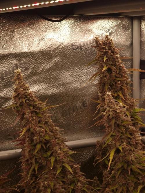 Bruce Banner Automatic. Week 10 - #1