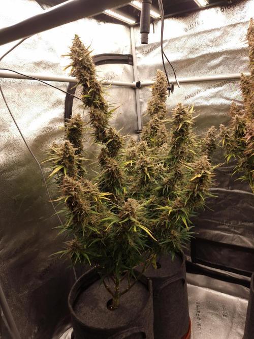 Bruce Banner Automatic. Week 10 - #2