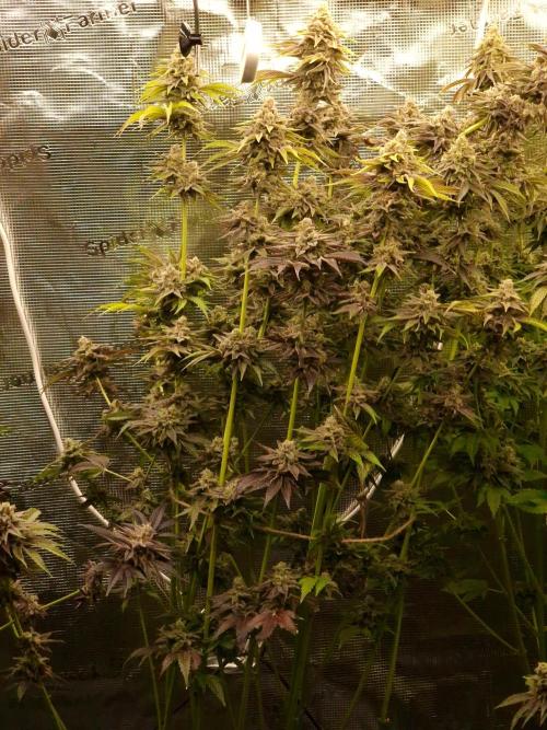 Blueberry Cupcake first Photoperiodics. Week 13 - Day 86 #2