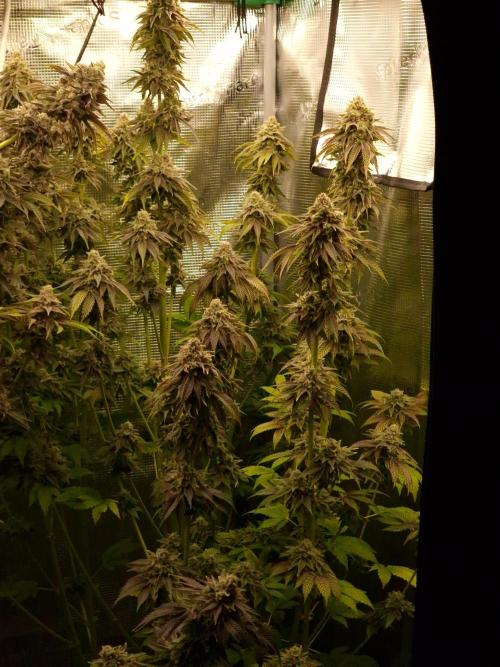 Blueberry Cupcake first Photoperiodics. Week 13 - Day 86 #3