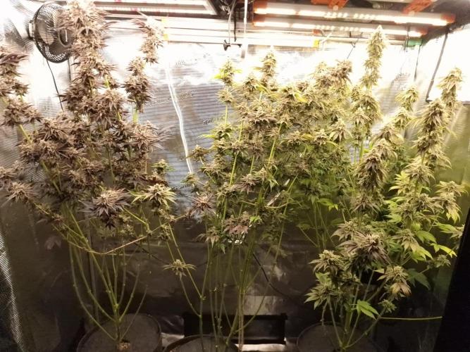 Blueberry Cupcake first Photoperiodics. Week 13 - Day 87